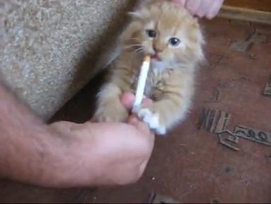 Отучение кота от курения