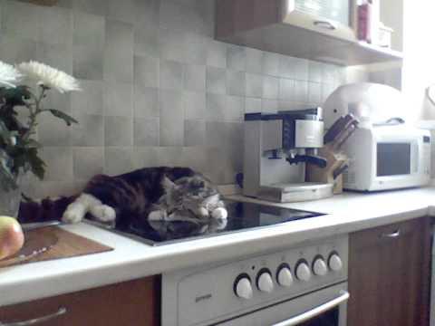 TALKING CAT who snaps on the stove - Никифор (Nikifor) - кот на плите [OFFICIAL]