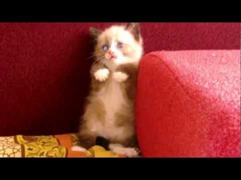 Cute Kitten Afraid / Котэ мило испугался