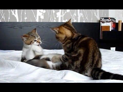 Funny Kitten vs Ghost