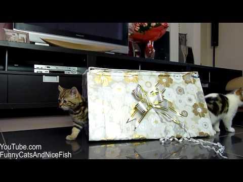 Funny Kittens and magic box