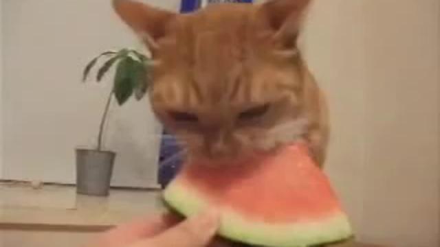 Кот арбузный - Приколы с кошками