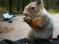 Путевые заметки: злонравная белка / Angry squirrel