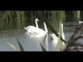 Swan Lake/Het Zwanenmeer, Tsjaikovski/Пётр Ильич Чайковский