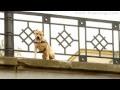 TreT-Style (parkour dog from Ukraine)