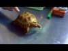 черепаха настойчивая