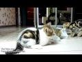 Funny Kittens vs Bag